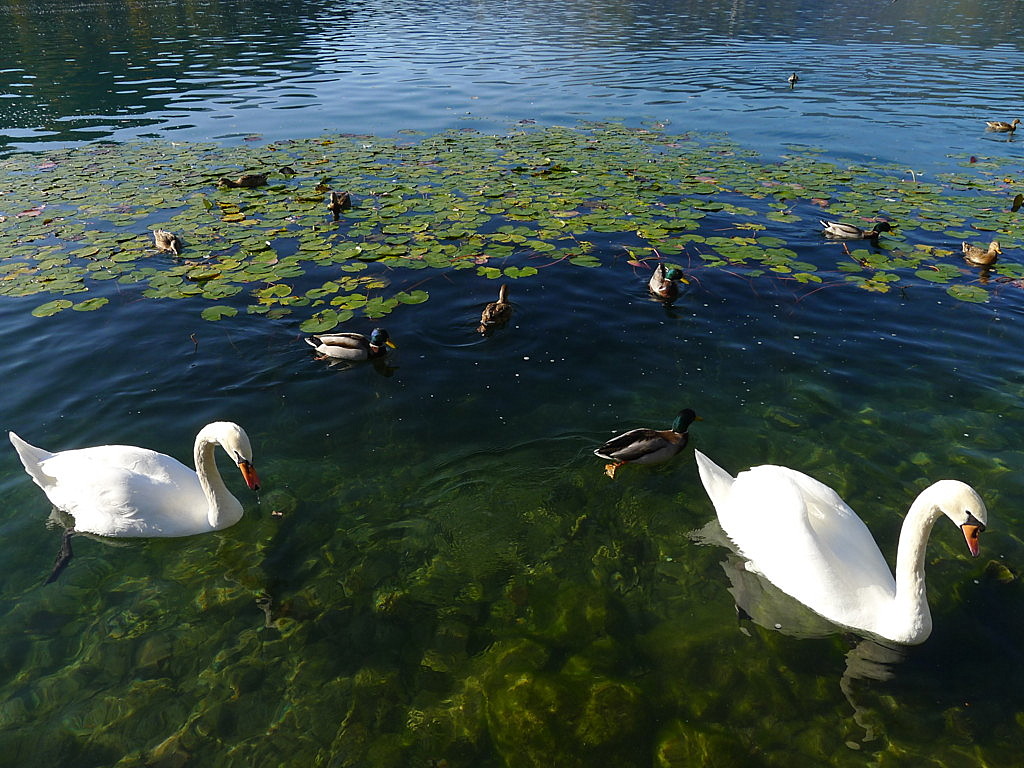 Bled Lake